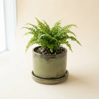 Glazed stoneware planter in olive with saucer